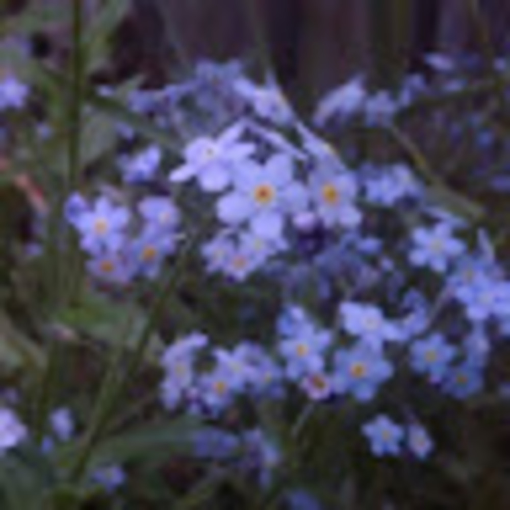 Meet your Posher, Lila